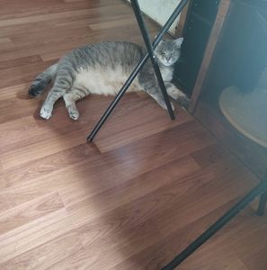 Meet your Posher, Rodney